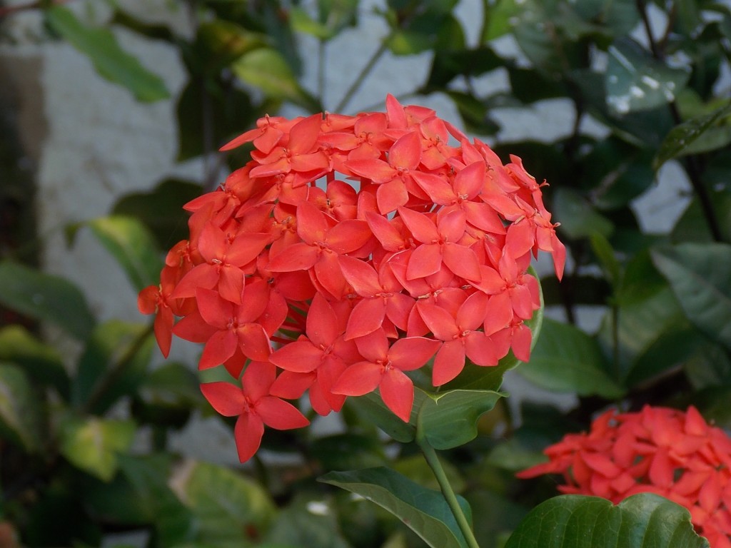 Foto de Boca de Aroa (Falcón), Venezuela