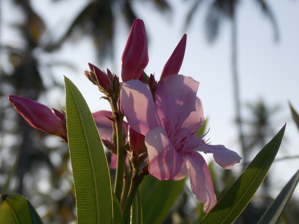 Foto de Boca de Aroa (Falcón), Venezuela