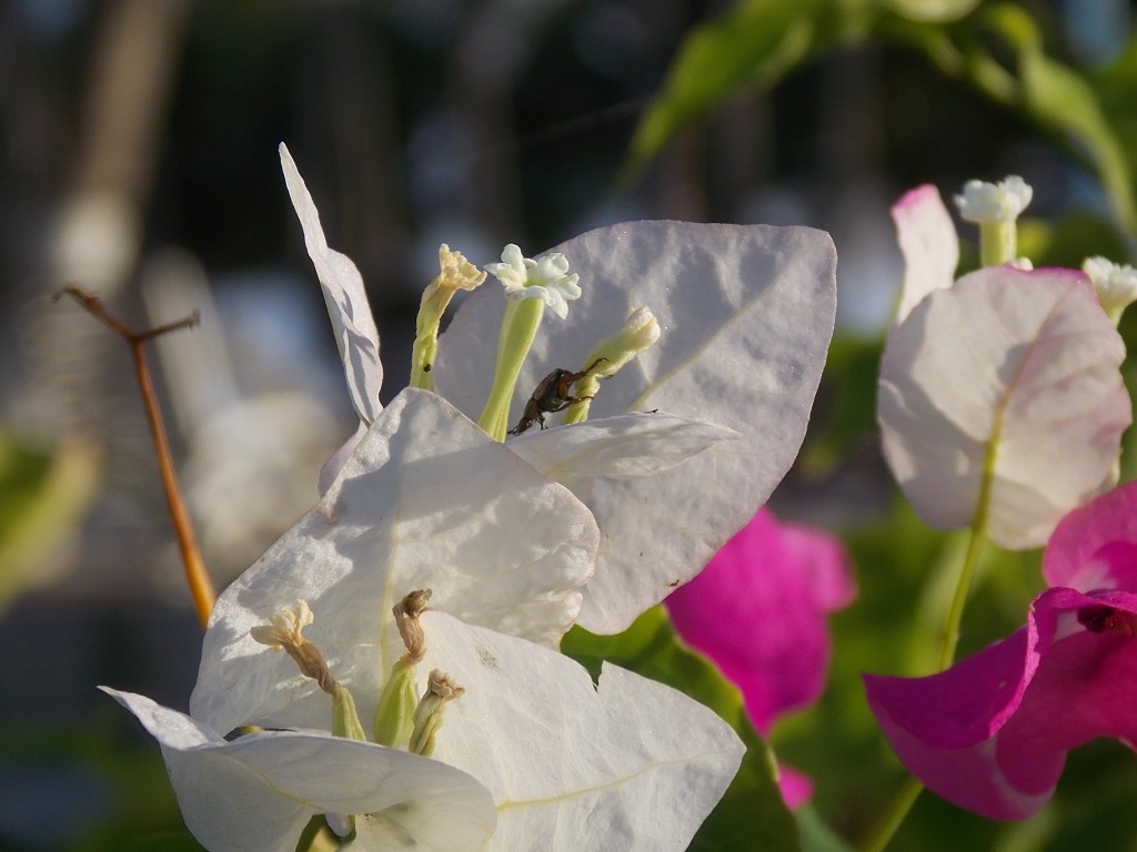 Foto de Boca de Aroa (Falcón), Venezuela