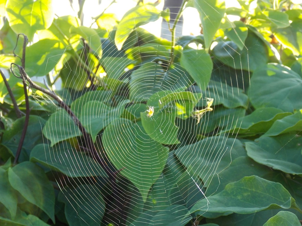 Foto de Boca de Aroa (Falcón), Venezuela