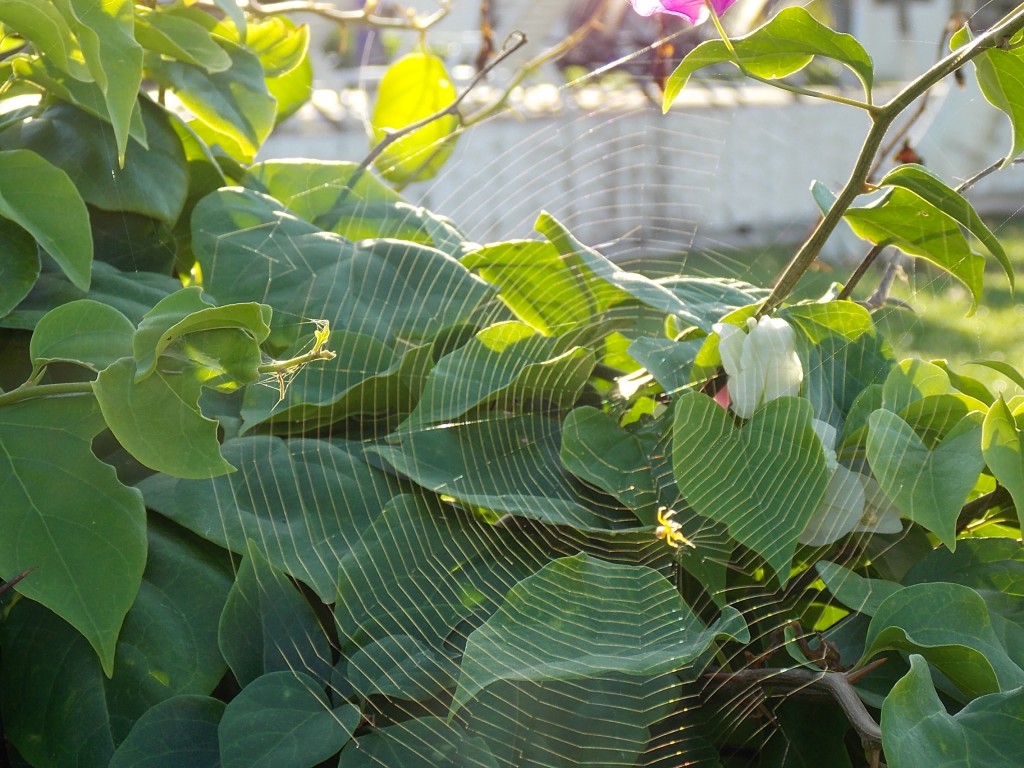 Foto de Boca de Aroa (Falcón), Venezuela