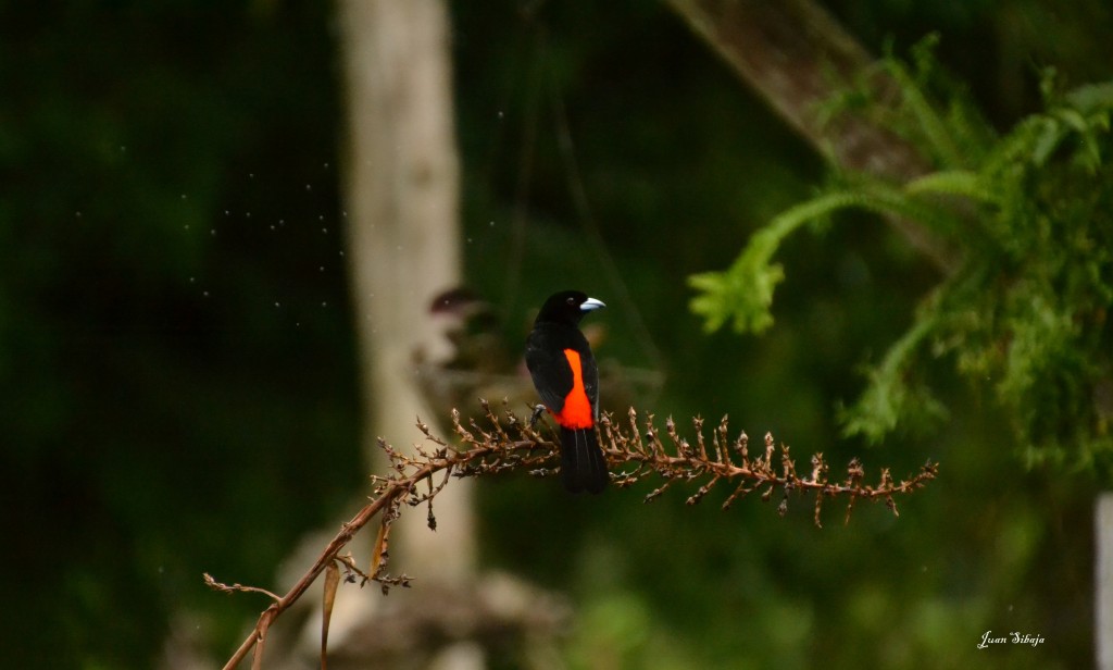 Foto de Caño Negro (Alajuela), Costa Rica
