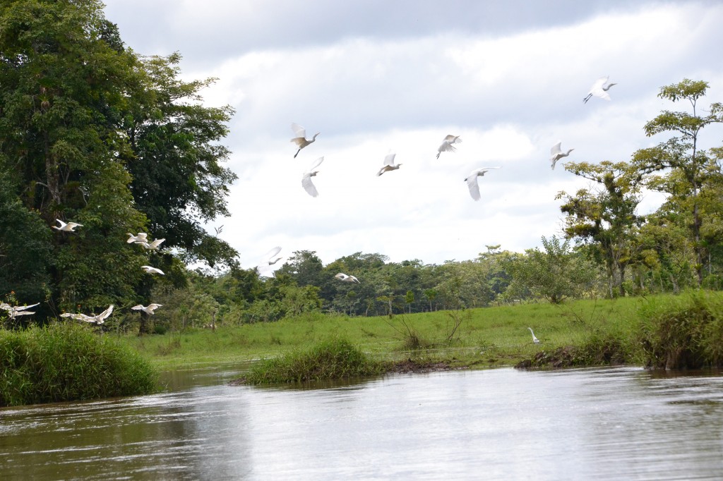 Foto de Caño Negro (Alajuela), Costa Rica