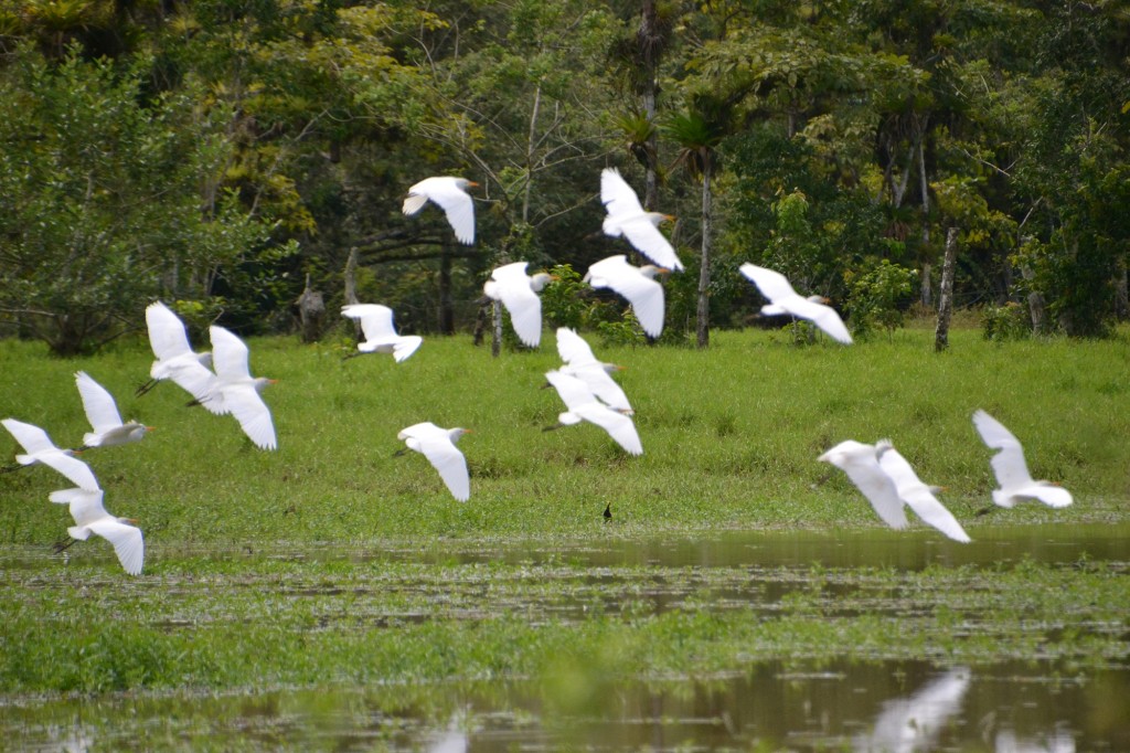 Foto de Caño Negro (Alajuela), Costa Rica