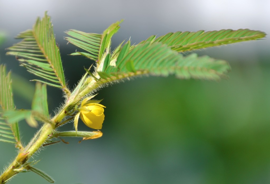 Foto de Cocorocas (Puntarenas), Costa Rica