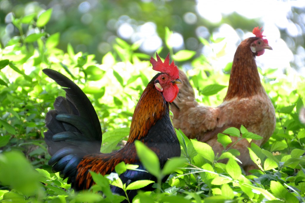 Foto de Cocorocas (Puntarenas), Costa Rica