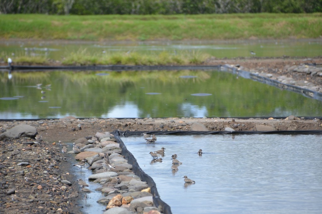 Foto de Cocorocas (Puntarenas), Costa Rica