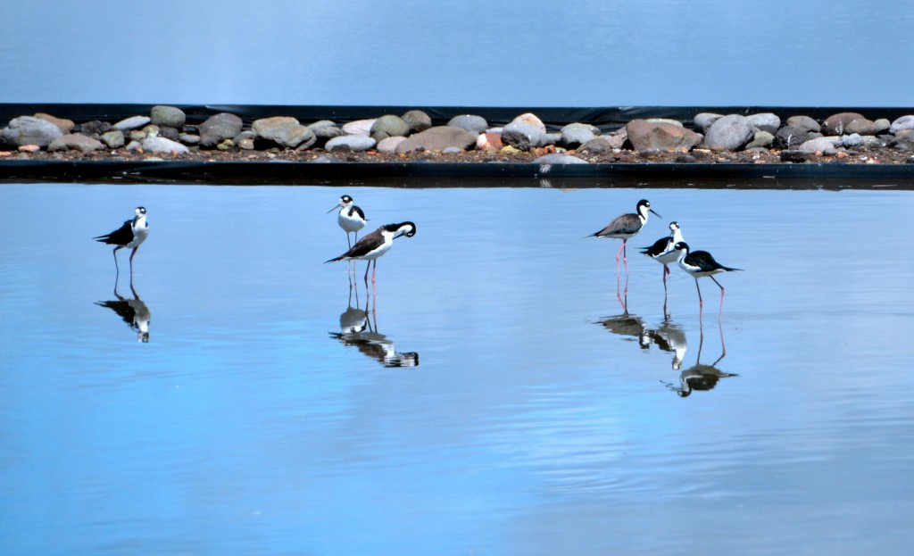 Foto de Cocorocas (Puntarenas), Costa Rica