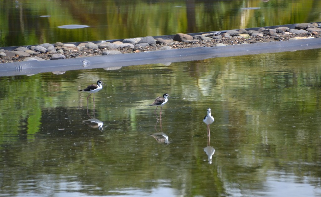 Foto de Cocorocas (Puntarenas), Costa Rica