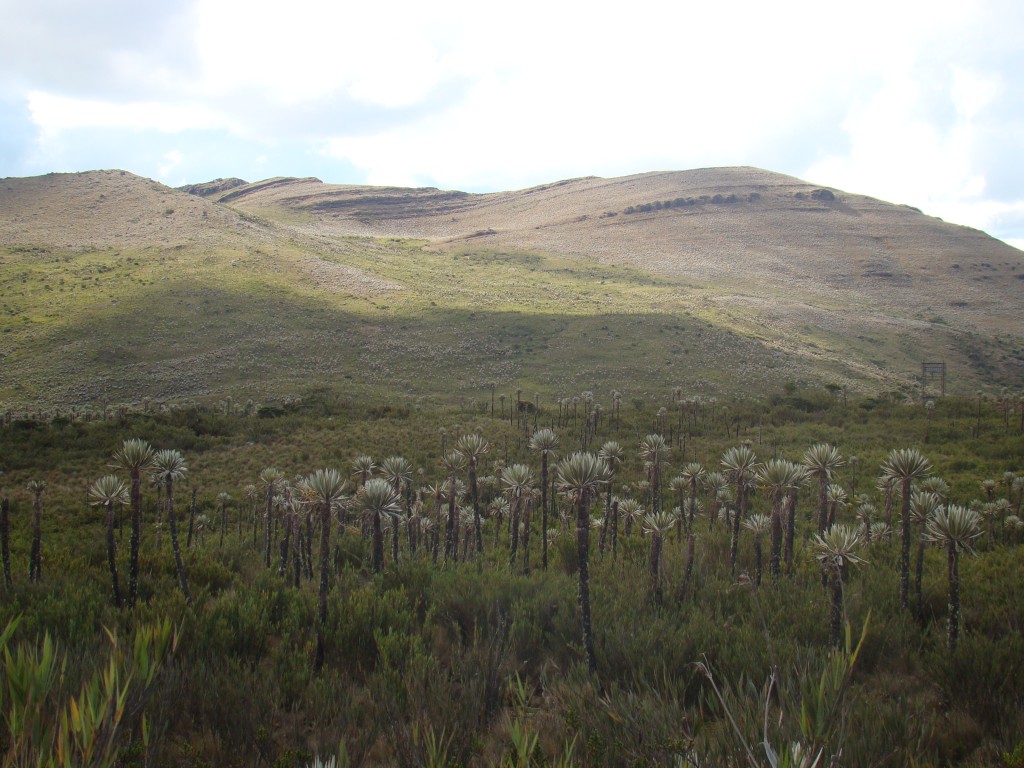 Foto: Páramo de Chingaza - La Calera (Cundinamarca), Colombia