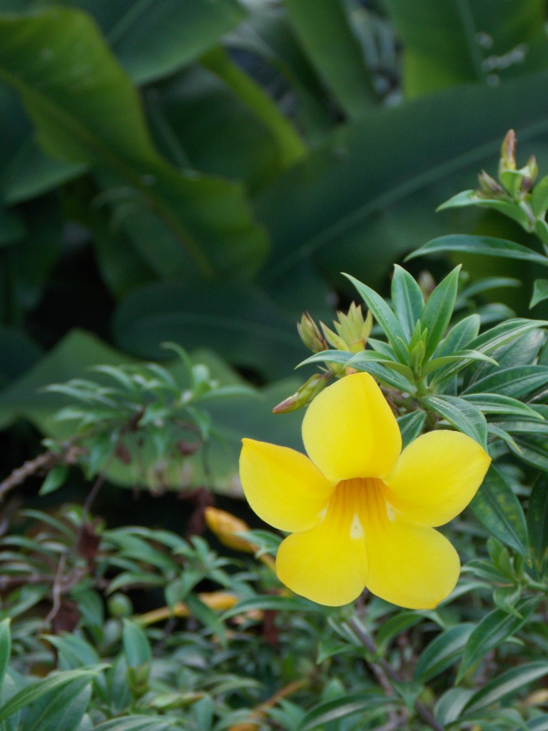Foto de Sabana Alta (Lara), Venezuela