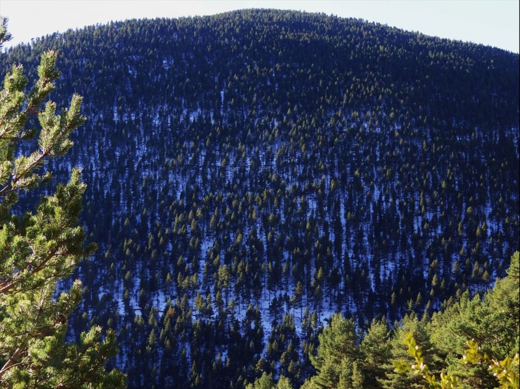 Foto: Coll de Port - Coll de Port (Lleida), España