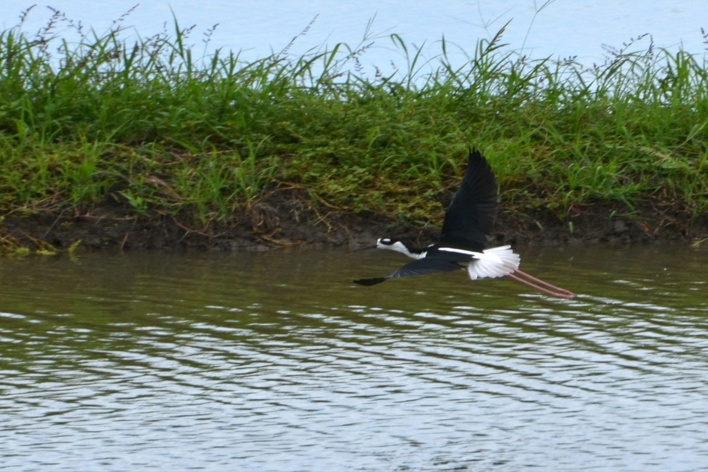 Foto de Corococoas (Puntarenas), Costa Rica