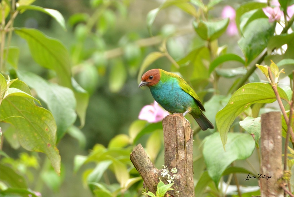 Foto de Vara Blanca (Alajuela), Costa Rica