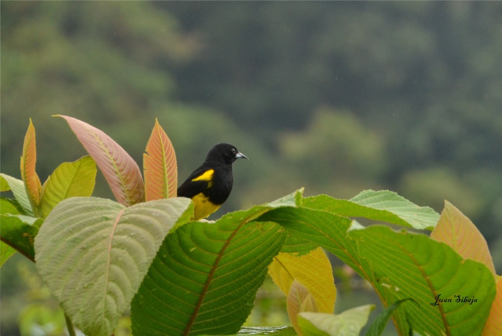 Foto de Vara Blanca (Alajuela), Costa Rica
