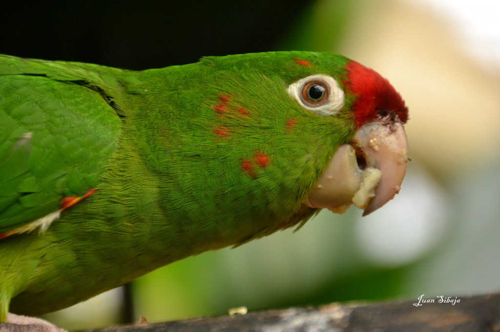 Foto de Vara Blanca (Alajuela), Costa Rica