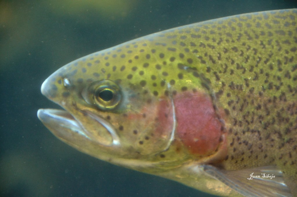 Foto de Vara Blanca (Alajuela), Costa Rica