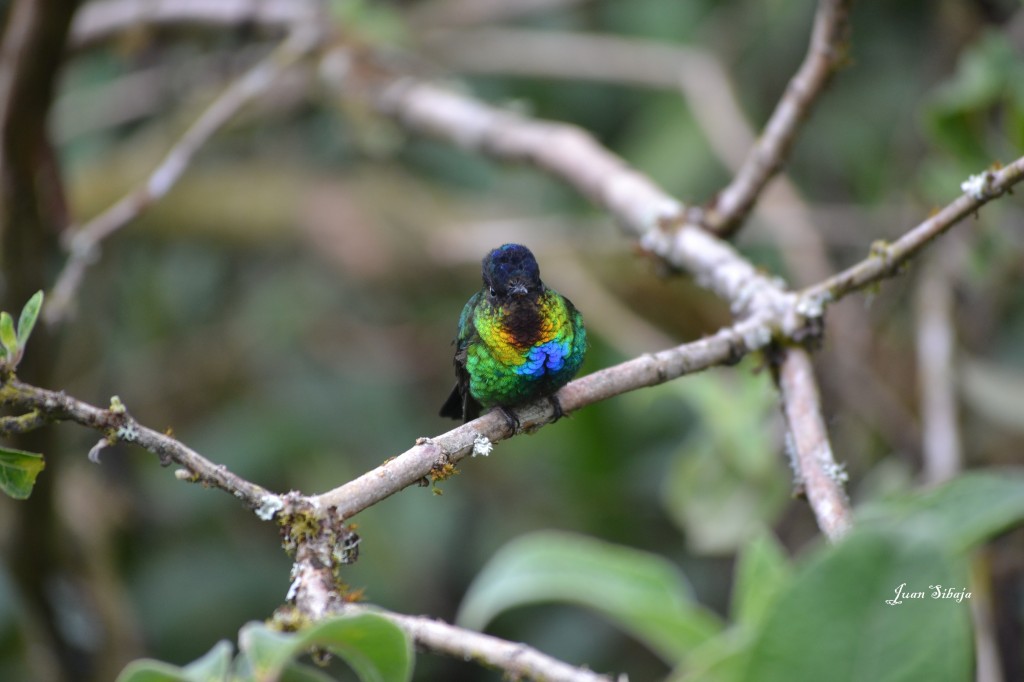 Foto de Vara Blanca (Alajuela), Costa Rica