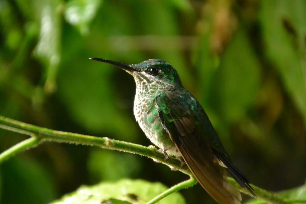 Foto de Vara Blanca (Alajuela), Costa Rica