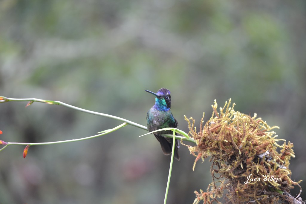 Foto de Vara Blanca (Alajuela), Costa Rica