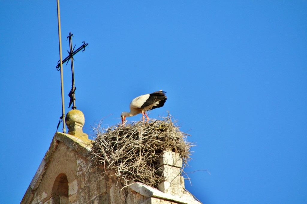 Foto: Cigüeña - Lerma (Burgos), España
