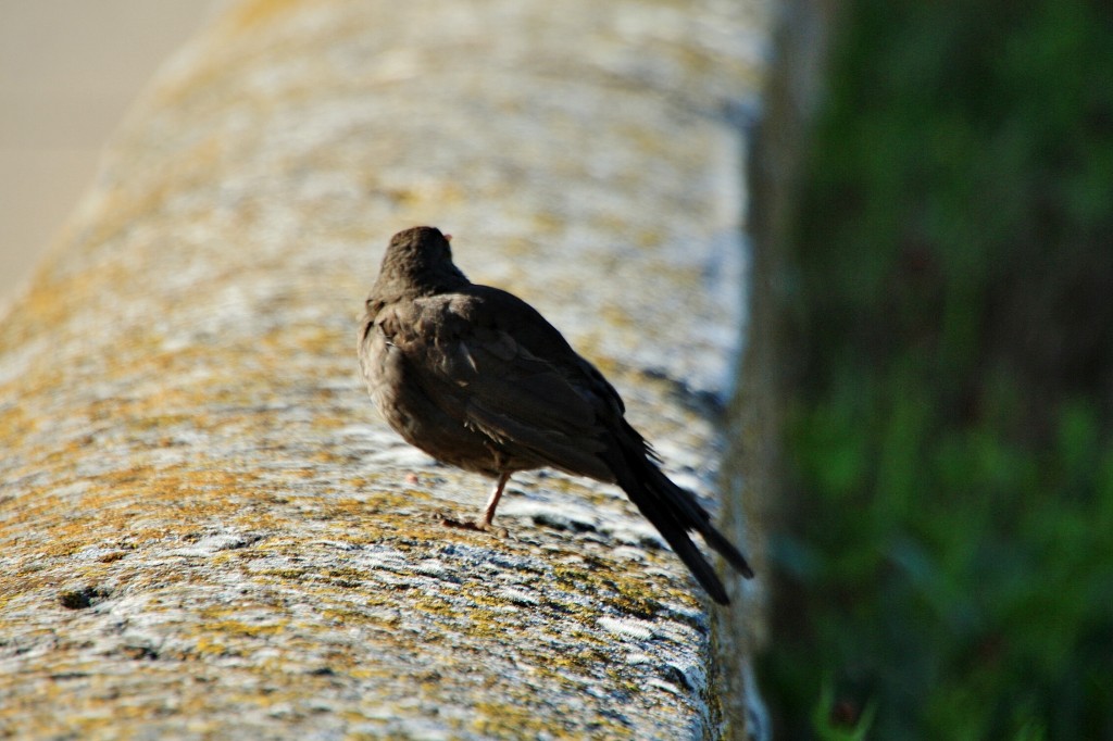 Foto: Villa medieval - Covarrubias (Burgos), España