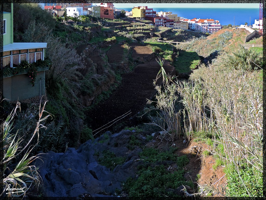 Foto: 131219-302 REALEJOS, PASEO - Tenerife (Santa Cruz de Tenerife), España