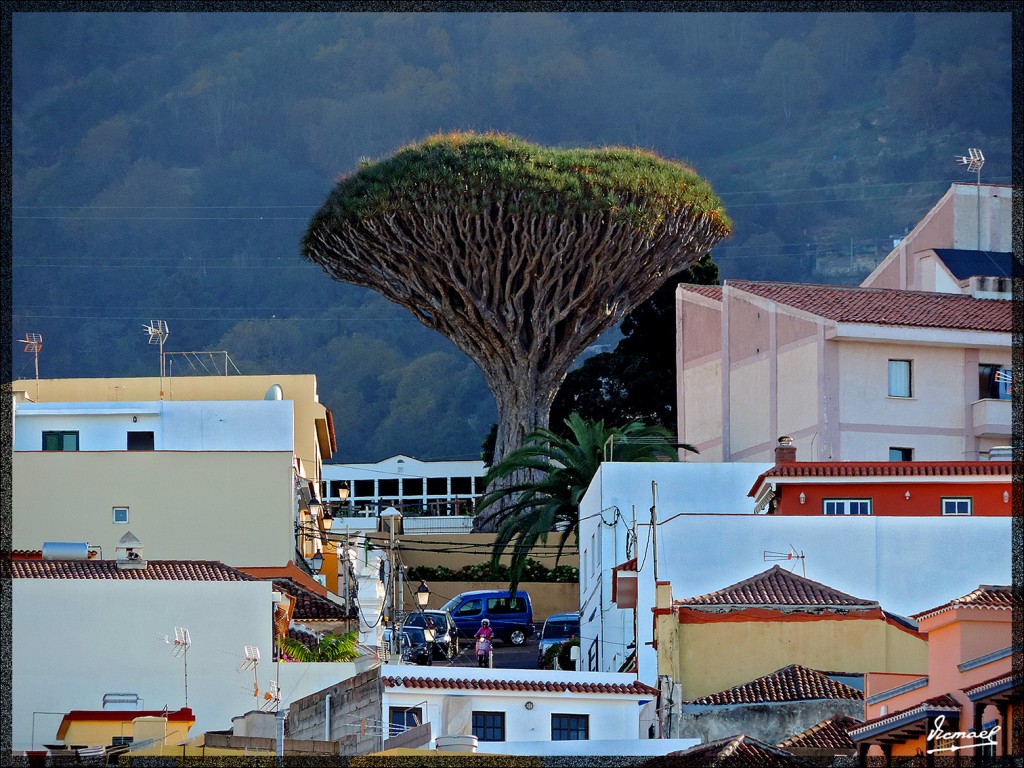 Foto: 131219-309 REALEJOS, PASEO - Tenerife (Santa Cruz de Tenerife), España
