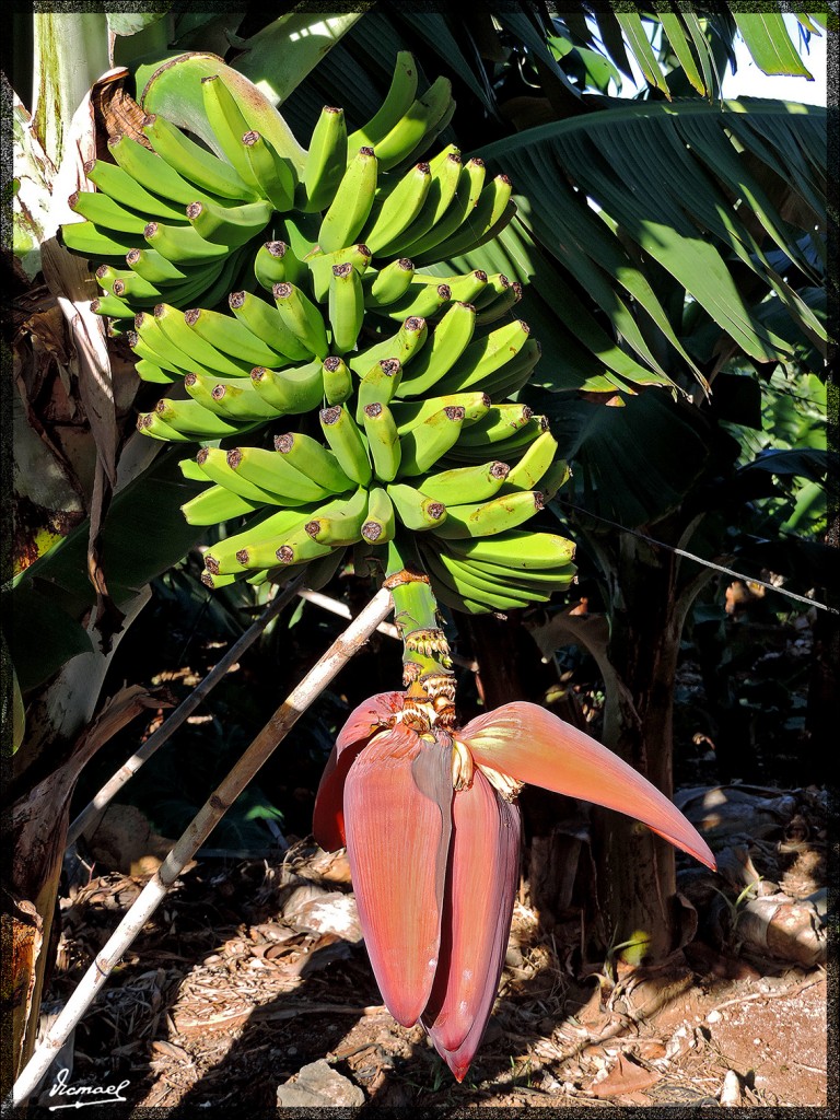 Foto: 131219-316 REALEJOS, PASEO - Tenerife (Santa Cruz de Tenerife), España