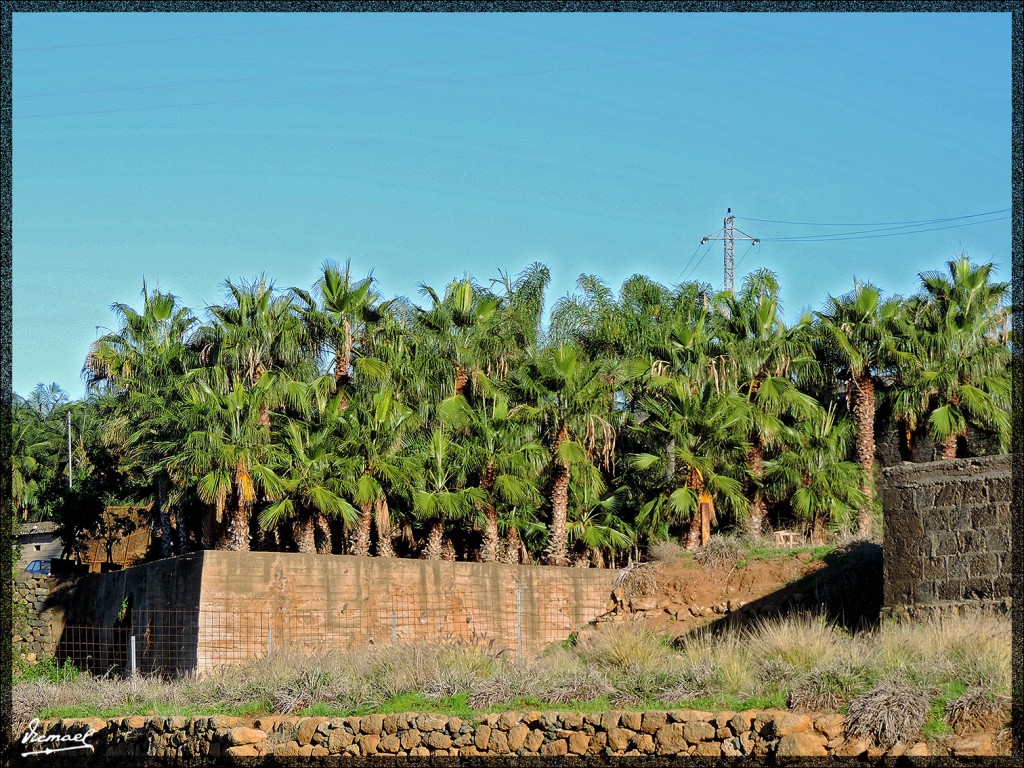 Foto: 131219-318 REALEJOS, PASEO - Tenerife (Santa Cruz de Tenerife), España