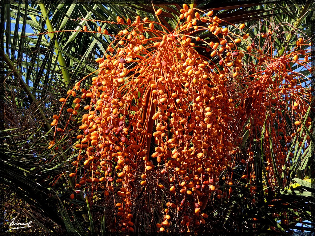 Foto: 131219-319 REALEJOS, PASEO - Tenerife (Santa Cruz de Tenerife), España