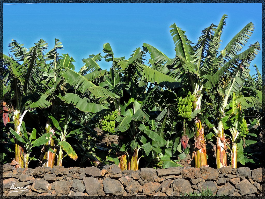 Foto: 131219-320 REALEJOS, PASEO - Tenerife (Santa Cruz de Tenerife), España