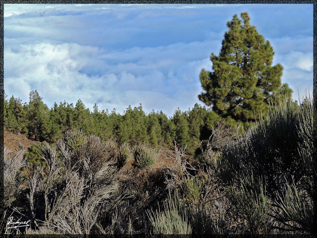 Foto: 131220-020 TEIDE - Tenerife (Santa Cruz de Tenerife), España