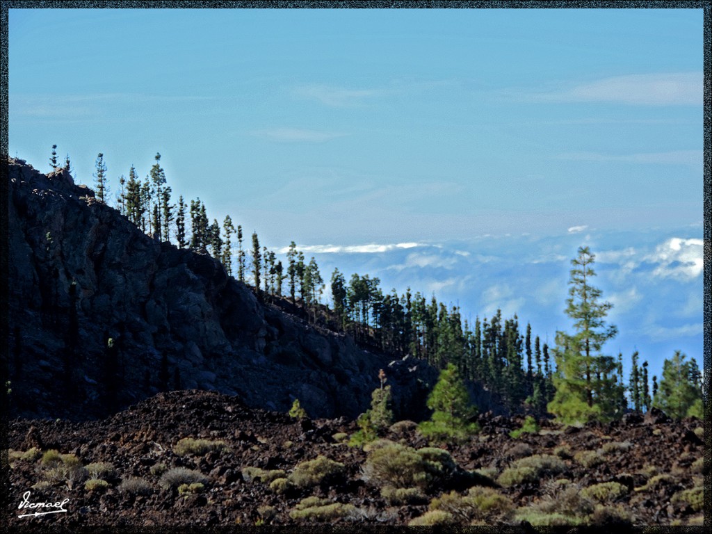 Foto: 131220-079 TEIDE - Tenerife (Santa Cruz de Tenerife), España