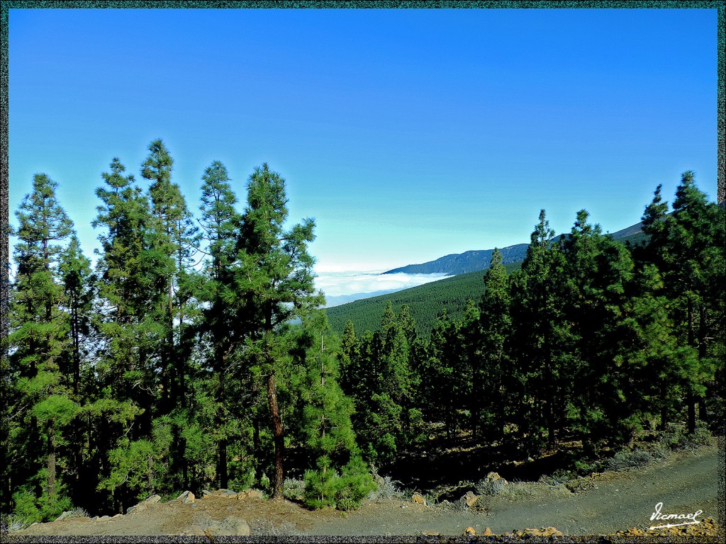 Foto: 131220-143 TEIDE - Tenerife (Santa Cruz de Tenerife), España