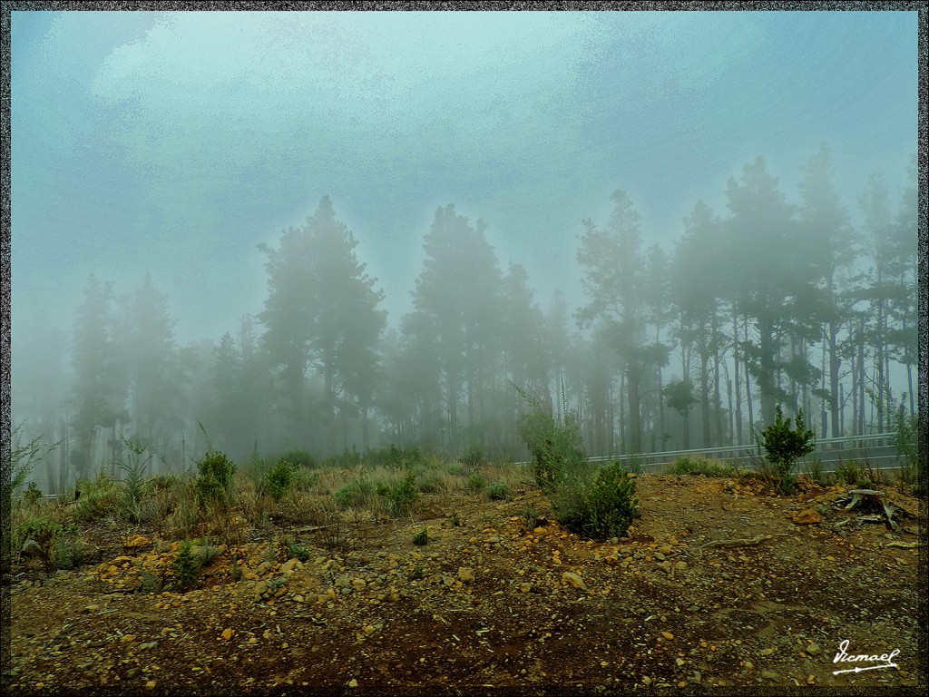 Foto: 131220-144 TEIDE - Tenerife (Santa Cruz de Tenerife), España