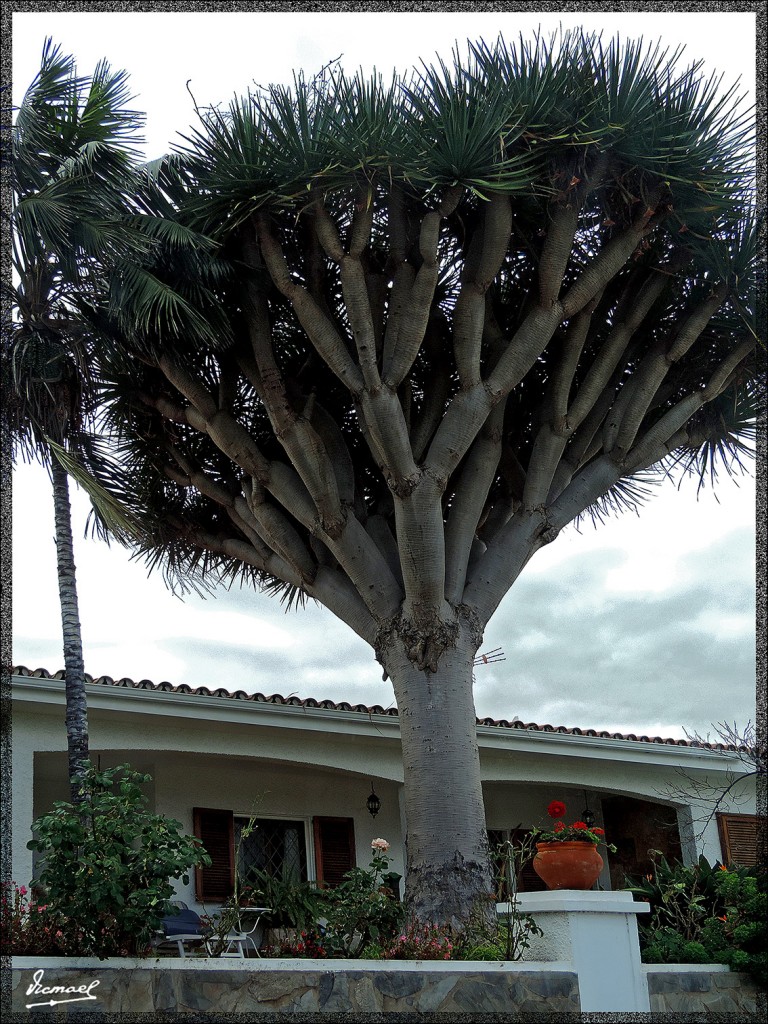 Foto: 131220-152 TEIDE, RUTA VUELTA - Tenerife (Santa Cruz de Tenerife), España