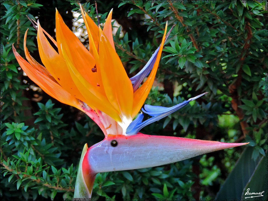 Foto: 131221-011 ICOD DE LOS VINOS - Tenerife (Santa Cruz de Tenerife), España