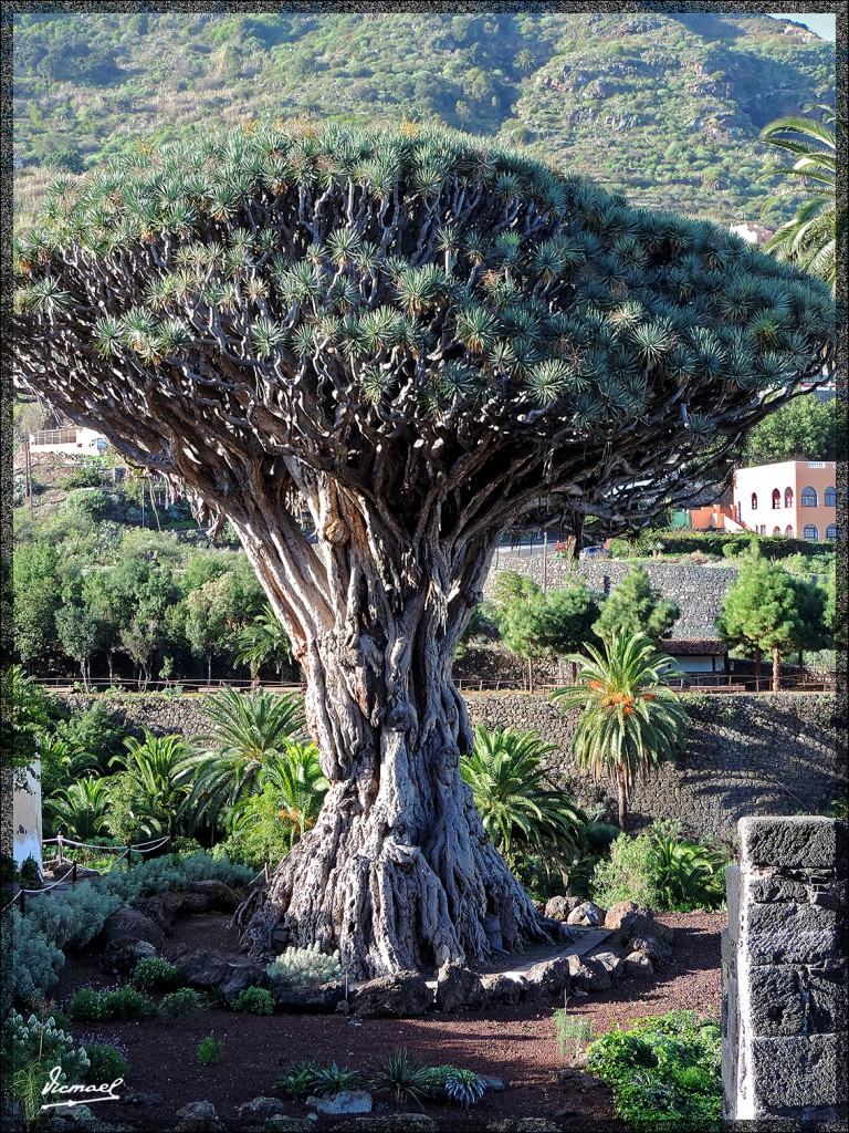 Foto: 131221-037 ICOD DE LOS VINOS - Tenerife (Santa Cruz de Tenerife), España