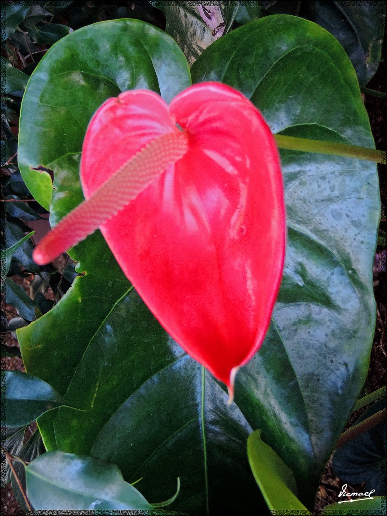 Foto: 131221-051 ICOD DE LOS VINOS - Tenerife (Santa Cruz de Tenerife), España