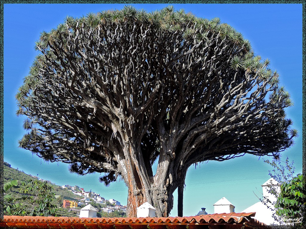 Foto: 131221-055 ICOD DE LOS VINOS - Tenerife (Santa Cruz de Tenerife), España