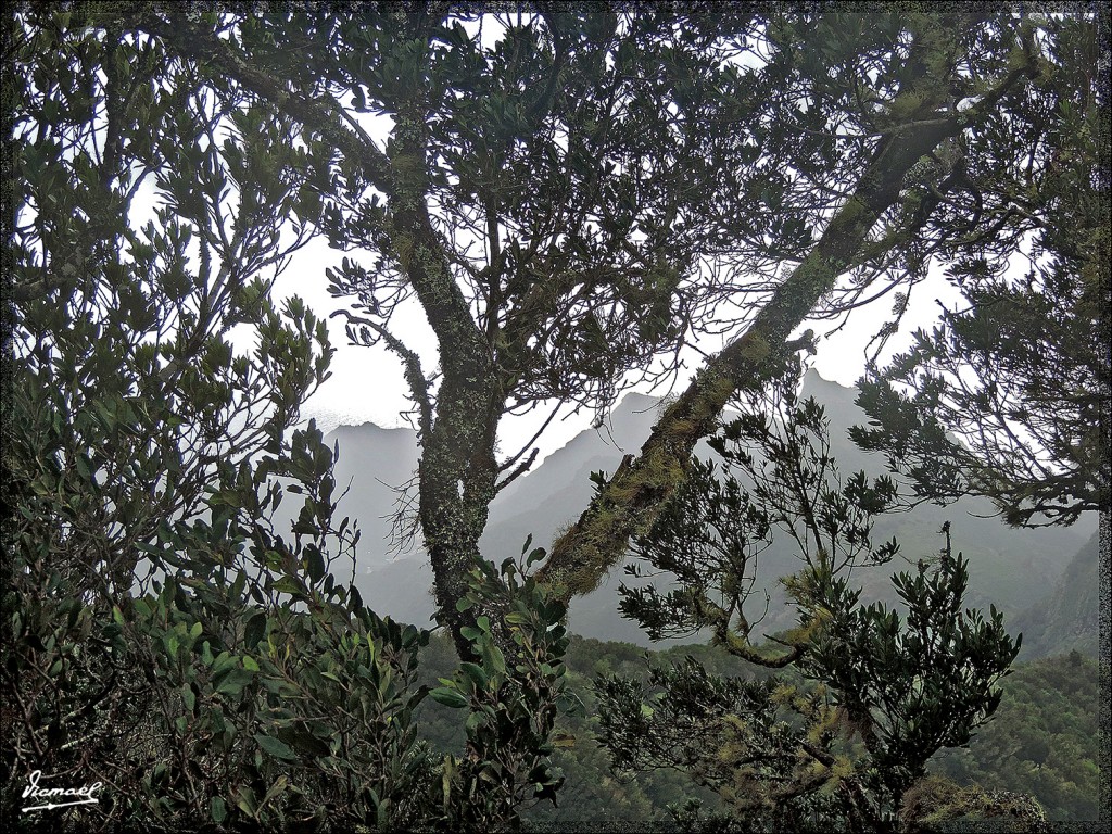 Foto: 131222-030 MONTE DE MERCEDES - Tenerife (Santa Cruz de Tenerife), España