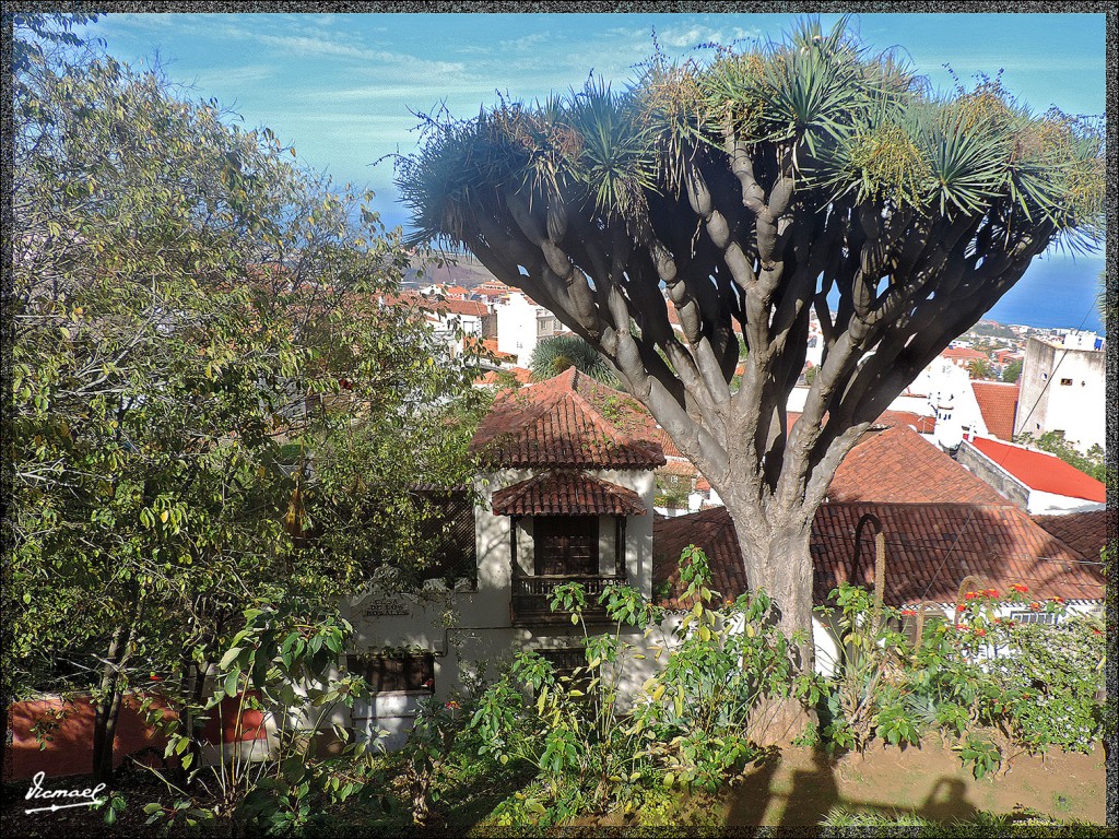 Foto: 131223-002 LA OROTAVA - Tenerife (Santa Cruz de Tenerife), España