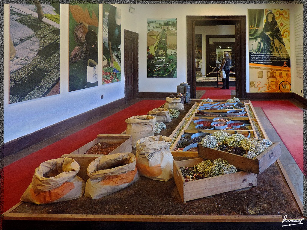 Foto: 131223-069 LA OROTAVA - Tenerife (Santa Cruz de Tenerife), España