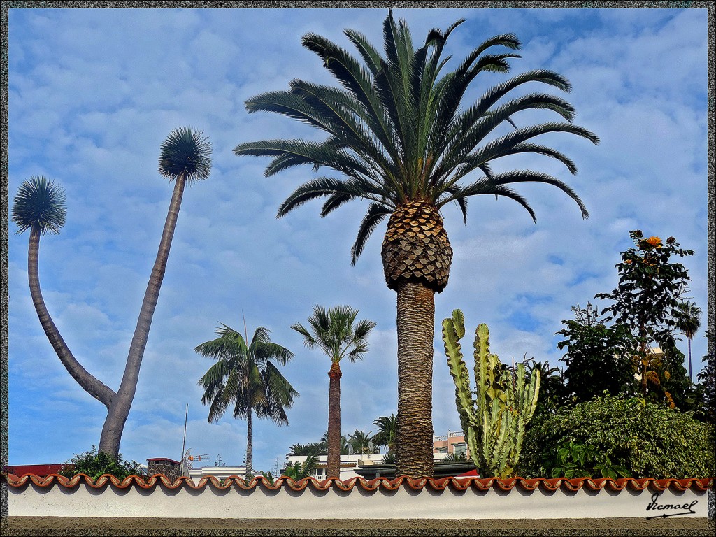 Foto: 131223-086 LOS REALEJOS - Tenerife (Santa Cruz de Tenerife), España