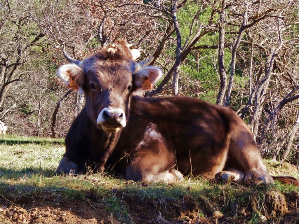 Foto: Camí dels Bons Homes - Gósol (Lleida), España