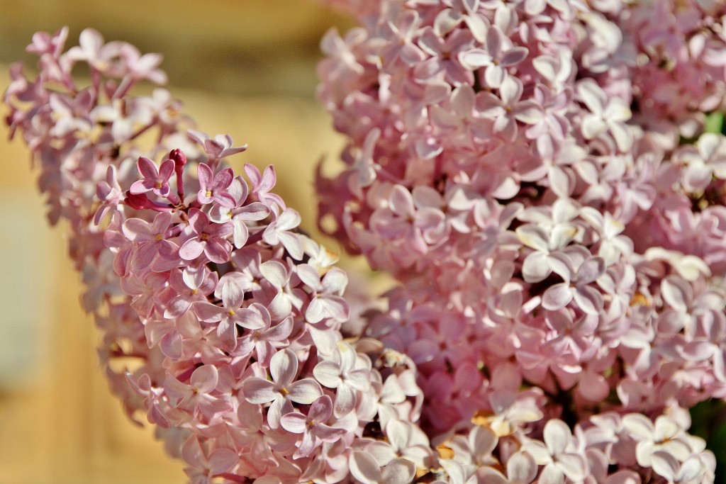 Foto: Primavera - Sotillo de la Ribera (Burgos), España