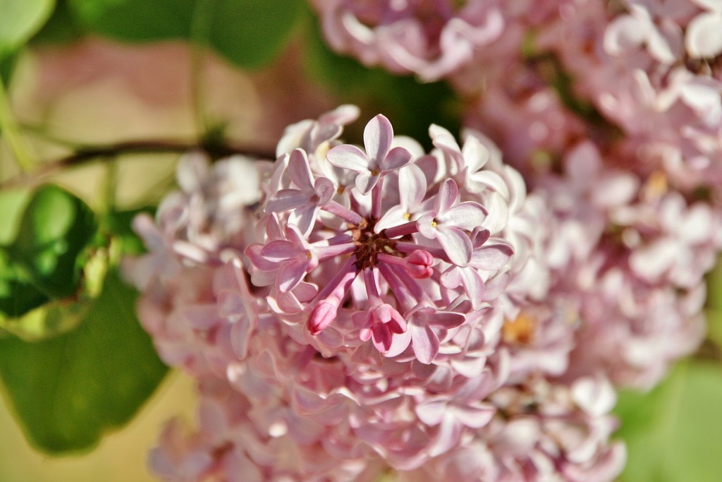 Foto: Primavera - Sotillo de la Ribera (Burgos), España