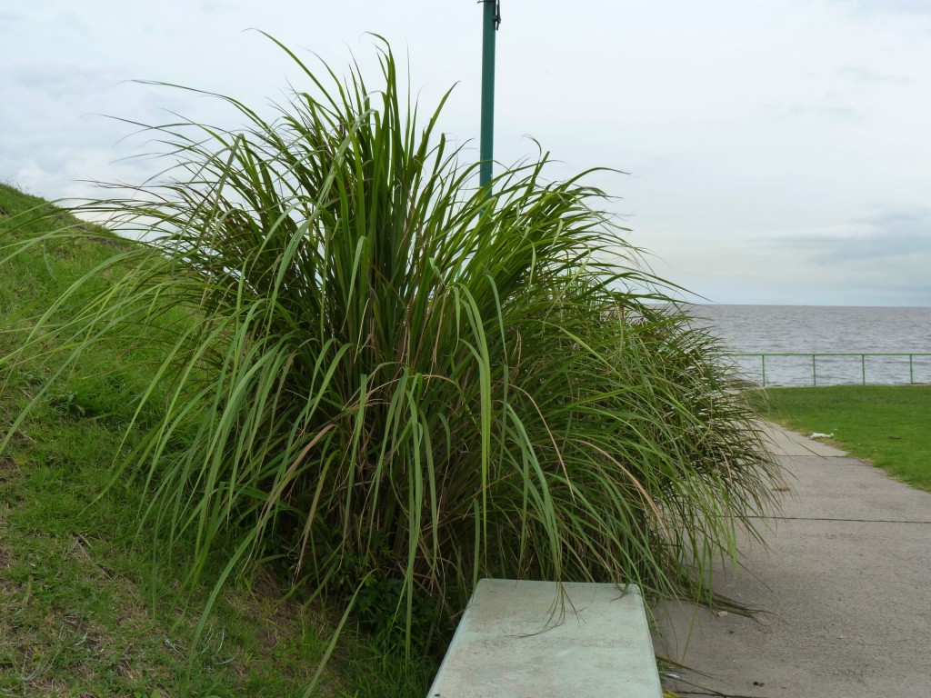 Foto: Plaza del viento - Olivos (Buenos Aires), Argentina