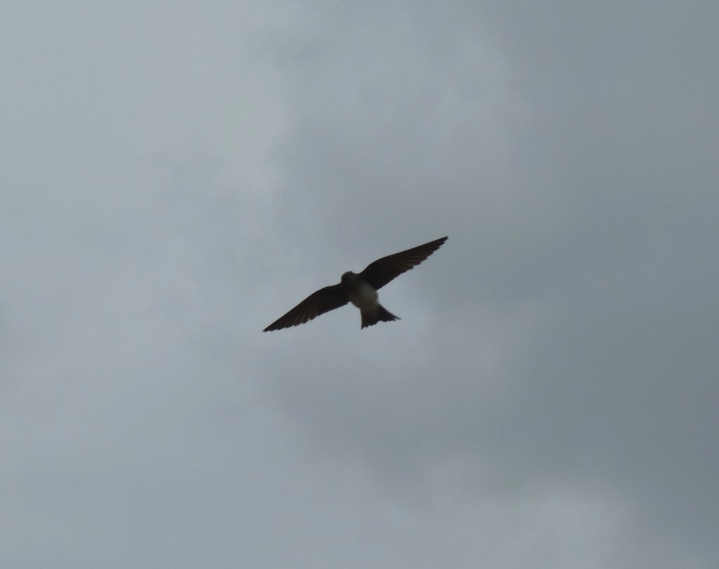 Foto: Plaza del viento - Olivos (Buenos Aires), Argentina